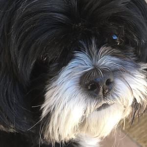 Meet your Posher, Faye